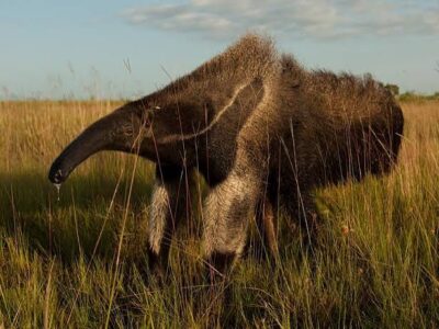 Giant Anteater giant anteater in Guyana