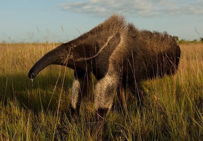 giant anteater in Guyana