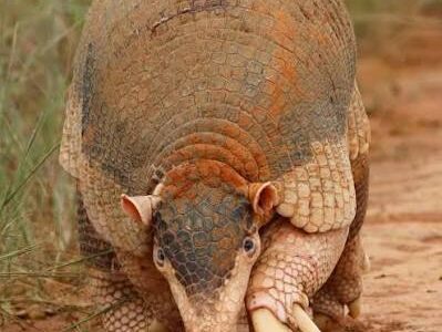 Giant Armadillo giant armadillo in Guyana