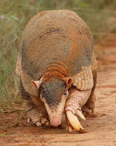 giant armadillo in Guyana