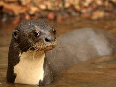 Giant River Otter giant river otter in Guyana