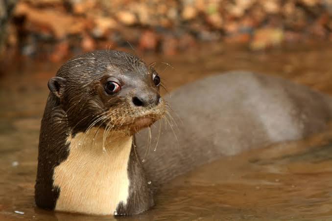 giant river otter in Guyana