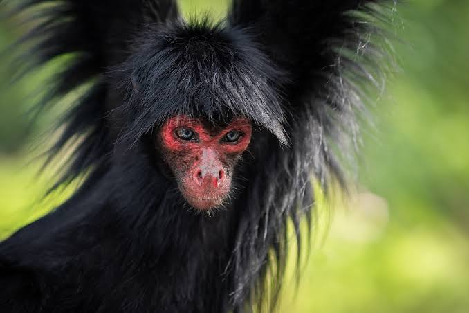 Guianan spider monkey