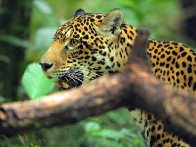 Jaguar Jaguar
