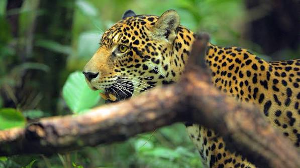 Jaguar