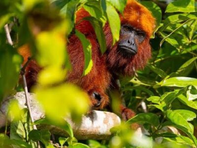 Red Howler Monkey. red howler monkey