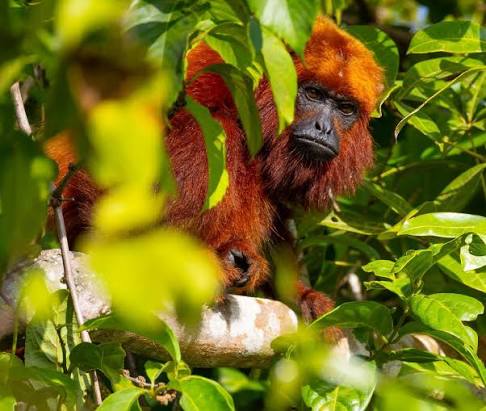 red howler monkey