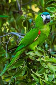 Birdwatching at Kaieteur Falls