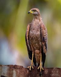Birdwatching at Kaieteur Falls