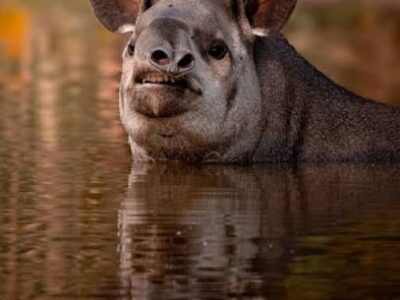 South American Tapir South American tapir