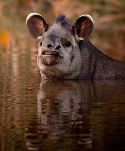 South American tapir